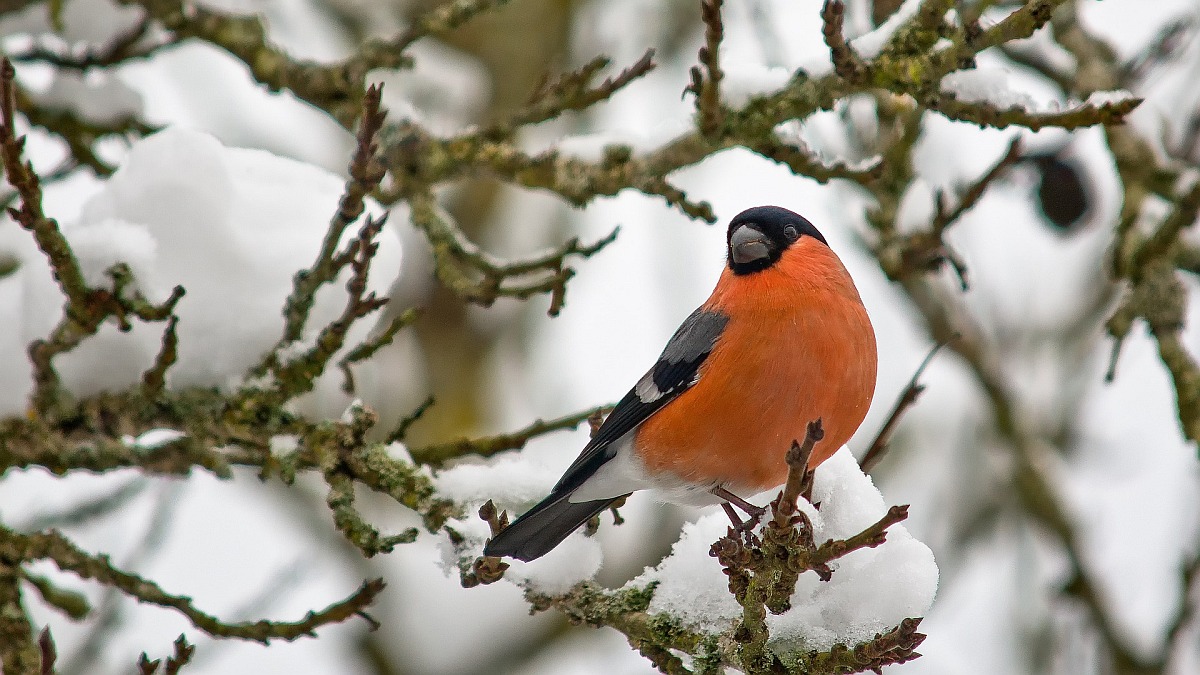 Vogelfütterung als Neugierwecker: Wenn Meise auf Dompfaff und Seidenschwanz trifft