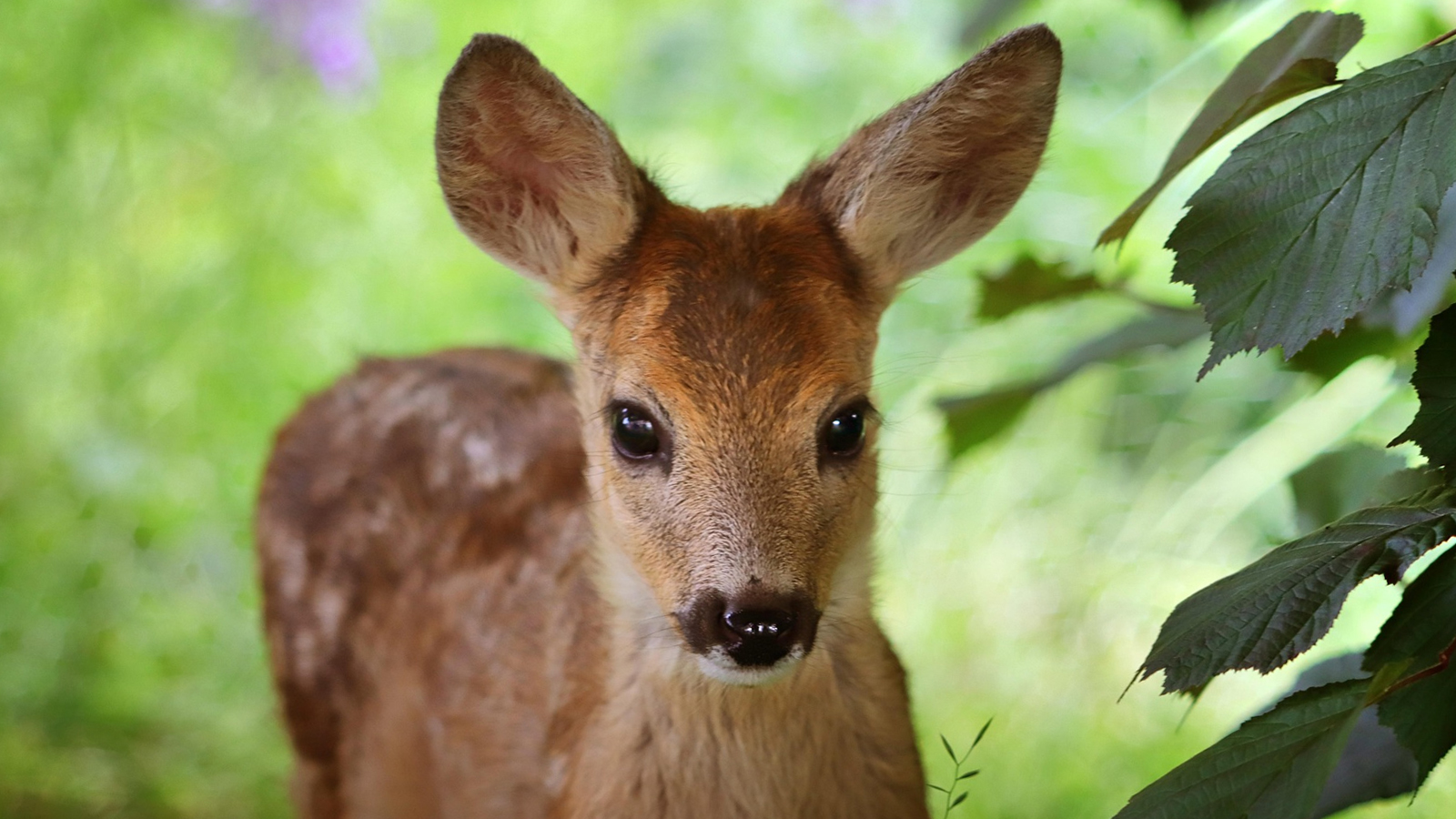 Im Landkreis Holzminden soll ein Rehkitzrettungsverein entstehen, um Jungtiere bei der Mahd zu schützen
