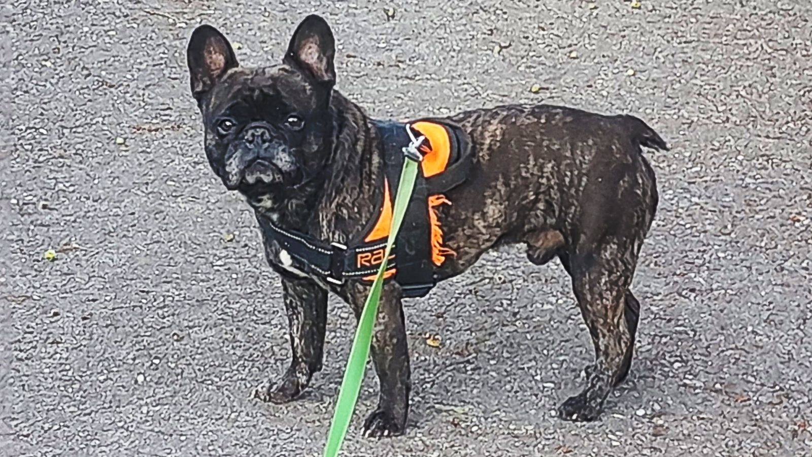 Französische Bulldogge „Rocky“ sucht ein liebevolles Zuhause