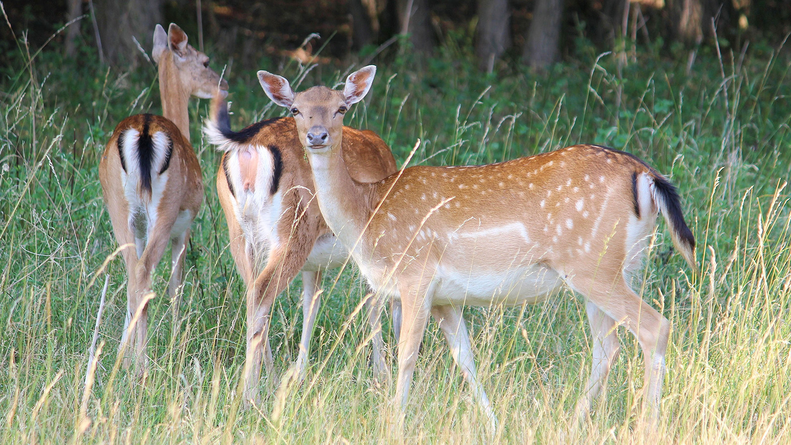 Aktionstag „Tierkinder“ im Wildpark Neuhaus verbindet Naturerlebnis mit kleinem regionalem Markt