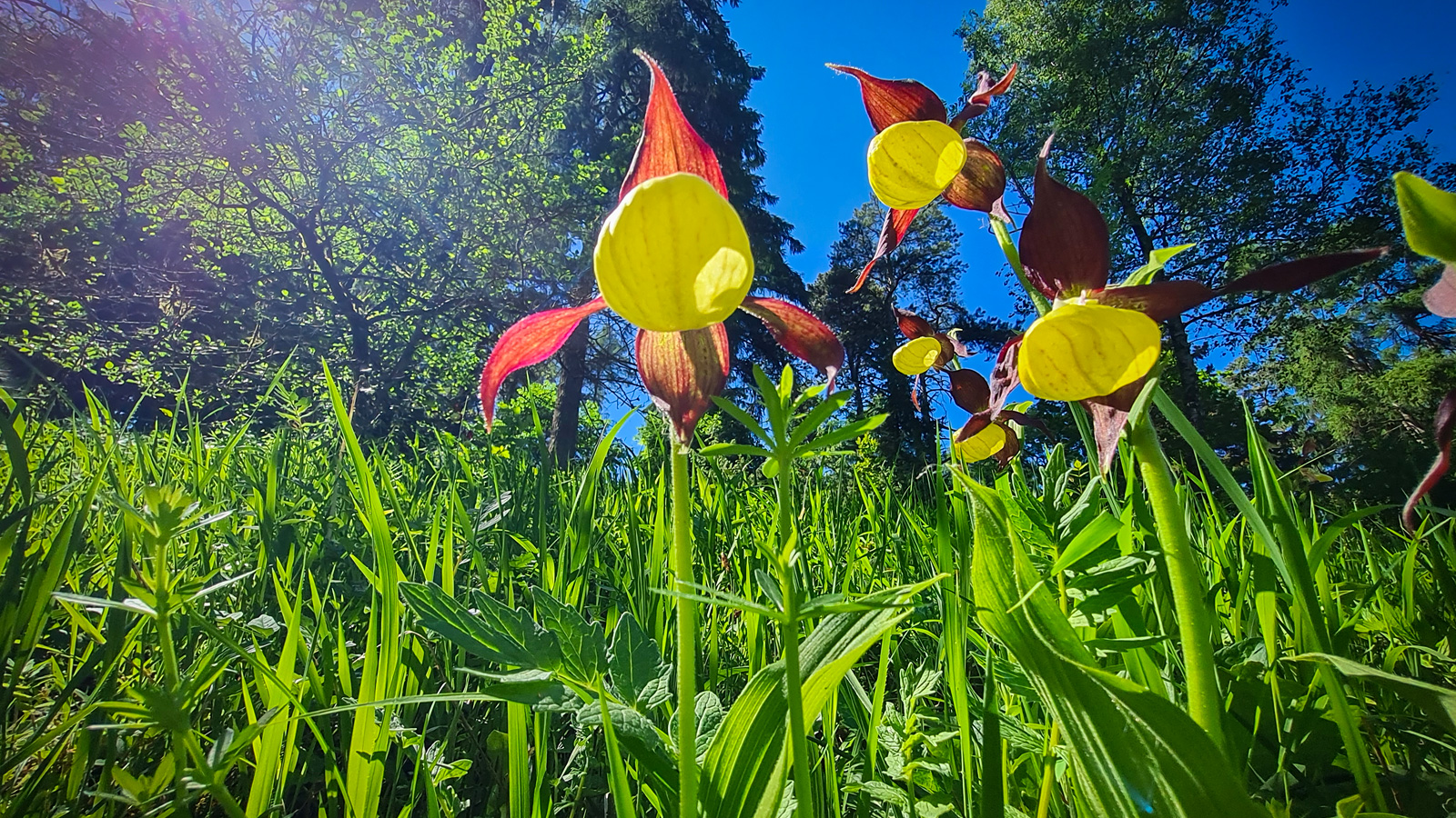 Naturpark Solling-Vogler lädt zur Orchideenwanderung rund um den seltenen Frauenschuh am Burgberg ein