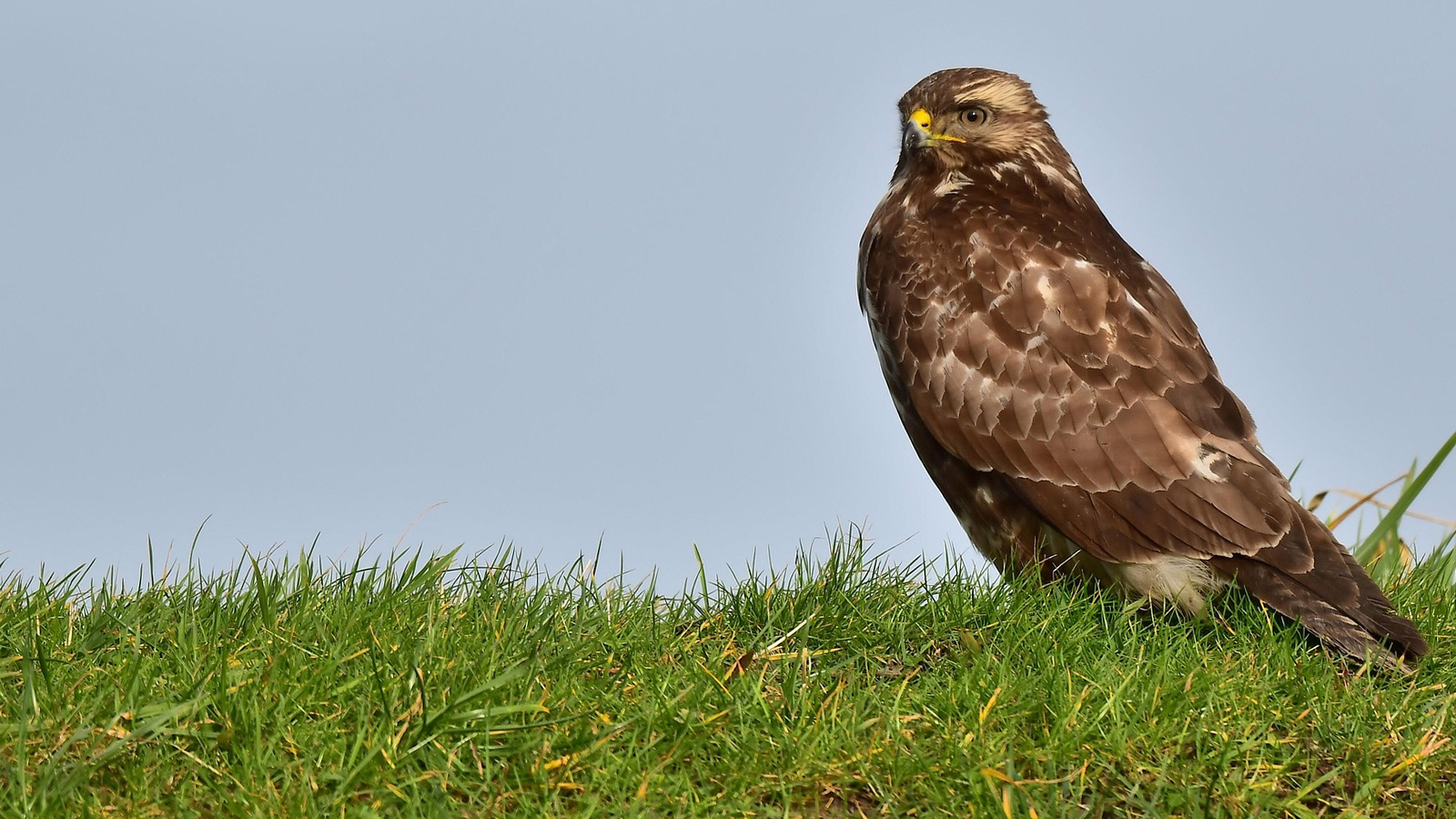 Landkreis Holzminden bestätigt ersten Fall von Geflügelpest bei Wildvogel nahe Fürstenberg