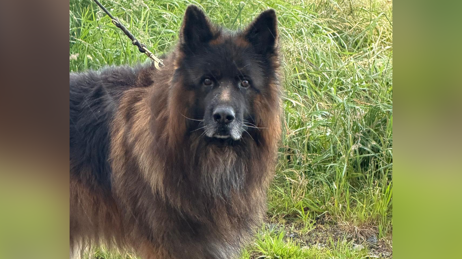 Fundhund Janosch sucht in der Samtgemeinde Eschershausen-Stadtoldendorf ein neues Zuhause