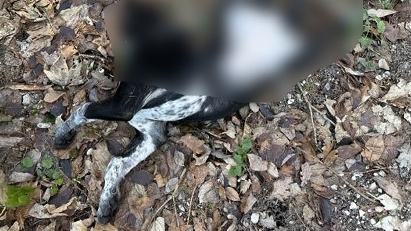 Tote junge Hündin bei Grünenplan gefunden – Polizei hofft auf Hinweise aus der Bevölkerung